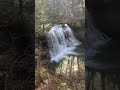 Peach Tree Falls In West Virginia