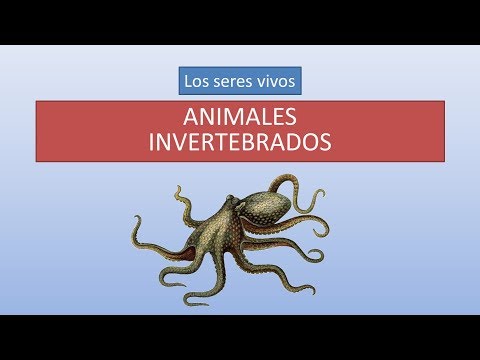 Animales invertebrados: características y clasificación.