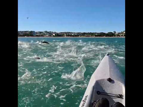 Best spot for fishing! #fishjump #fishjumping #kayaklife #newzealand