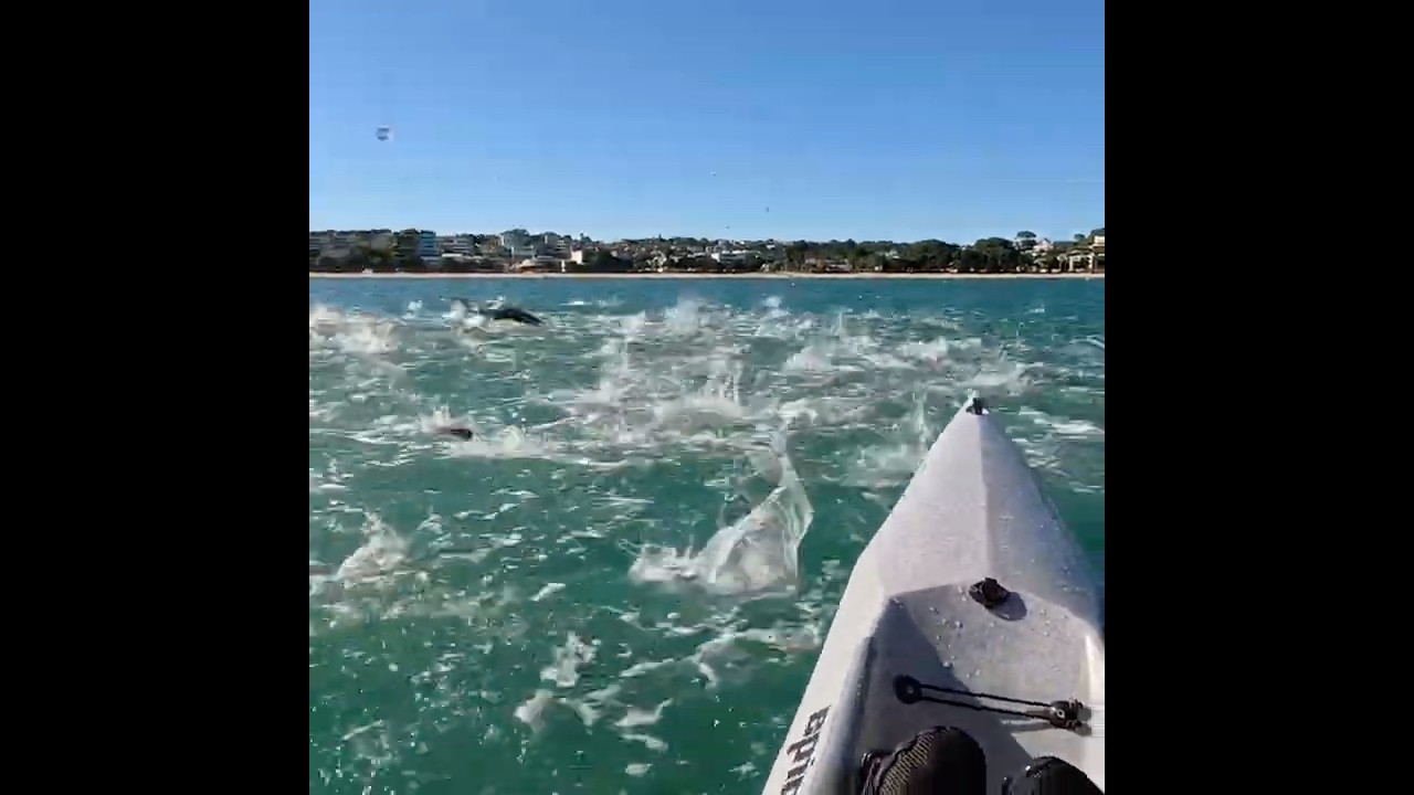 Best spot for fishing! #fishjump #fishjumping #kayaklife #newzealand