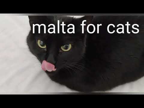 Malta for Cats