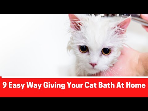 How To Give Your Cat A Bath? [9 Steps You Can Follow Easily At Home]