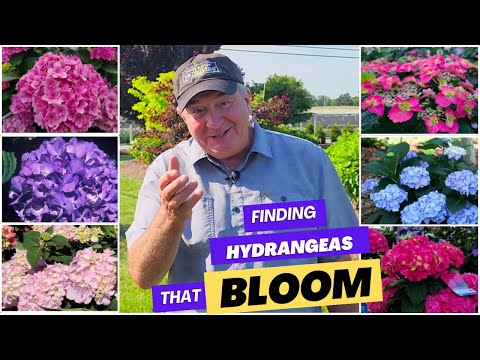 Finding Hydrangeas That Bloom Reliably - First Results From Our Remontancy Trials    😅👍👏