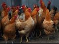 Эпидемия птичьего гриппа вспыхнула в Японии (новости) 