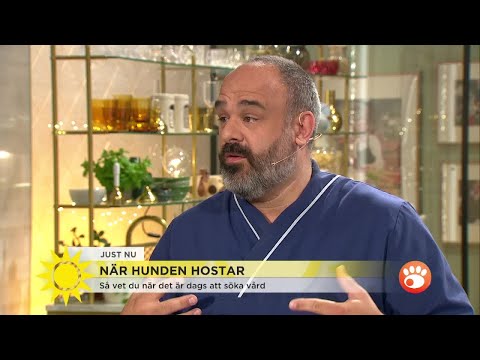 ”Låt inte din hund hälsa på andra hundar om den har kennelhosta” - Nyhetsmorgon (TV4)