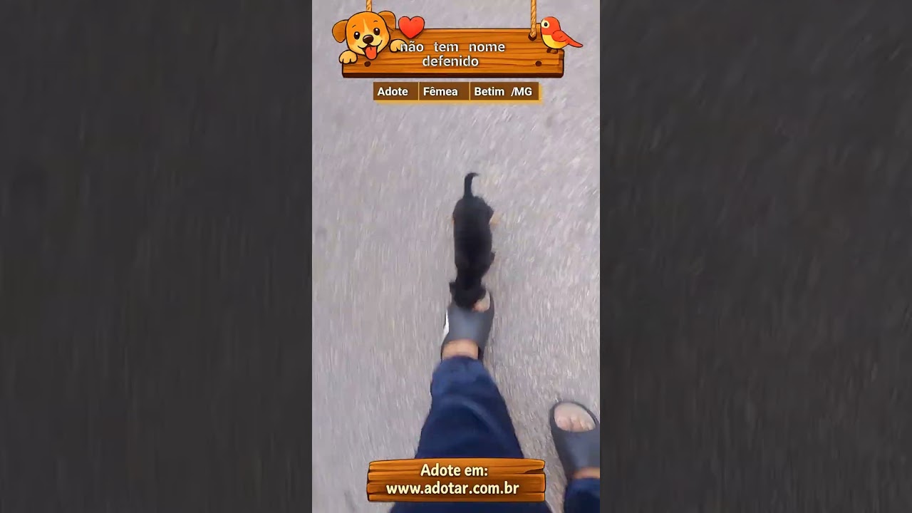 Cachorro raça SRD-ViraLata idade 2 a 6 meses nome não tem nome defenido