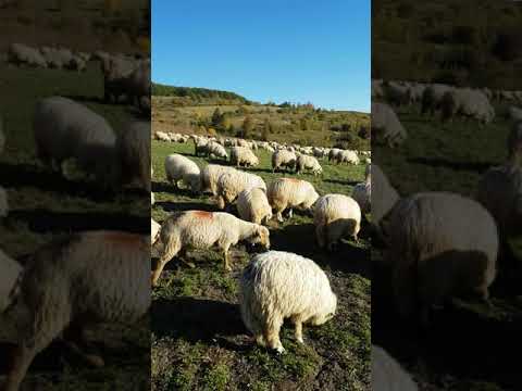 Sacalu de padure oi frumoase