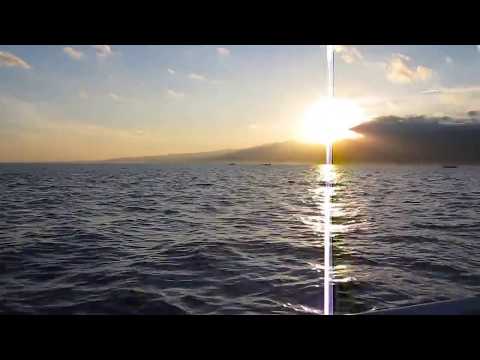 Dolphins of Lovina beach Bali.