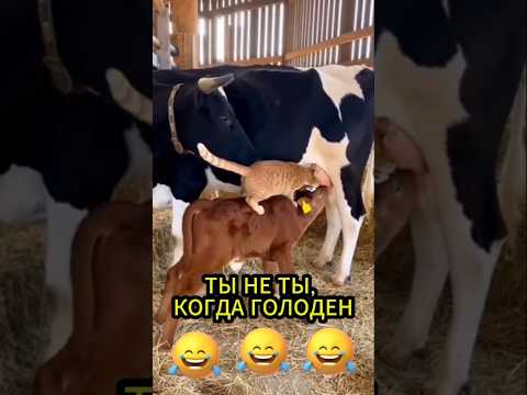 ГОЛОДНОМУ КОТИКУ ПОЖАЛЕЛИ МОЛОЧКА. СМЕШНОЕ ВИДЕО ДО СЛËЗ
