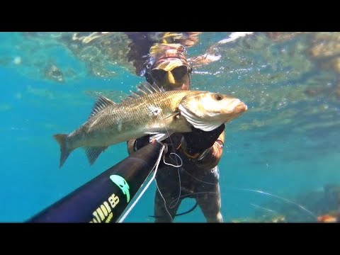Pescasub: MAI DARSI PER VINTI!!!  **SPIGOLONA** #spearfishing