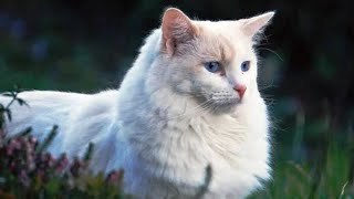 INTERESTING FACTS ABOUT THE TURKISH ANGORA