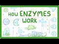GCSE Biology What Are Enzymes 2026 27 Exams