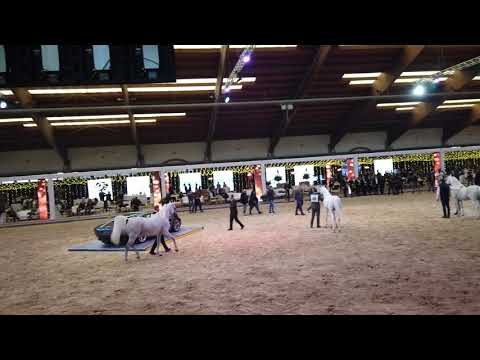 "Straight Egyptian World Championship 2021"