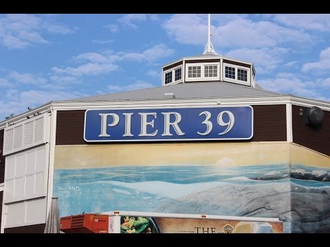 Pier 39! Fight a seagull, touch a shark