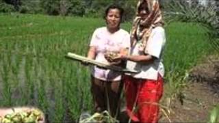 Download lagu Lagu Jenaka:Siput Gondang Emas. ED-DJ mp3 Download lagu Lagu Jenaka:Siput Gondang Emas. ED-DJ mp3