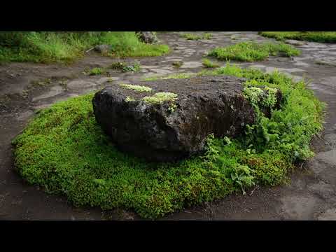 Moss Gardening 101: Create a Serene Japanese Moss Garden | Shade Landscaping & Moss Garden Ideas