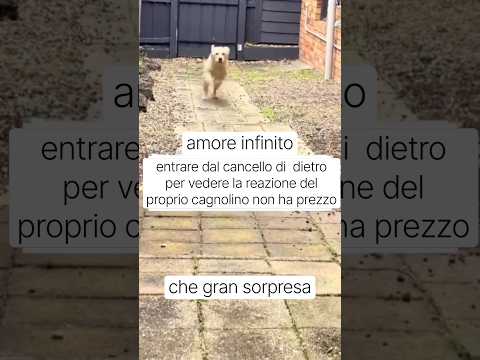 CUCCIOLONE