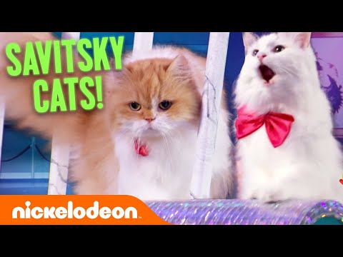 The Savitsky Cats Perform Daredevil Stunts! 🙀 Nickelodeon's Unleashed