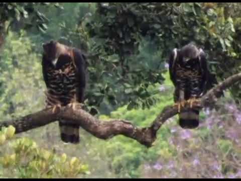 Crowned Eagle King of the Forest documentary