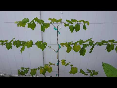 Training grape vines on a wire.