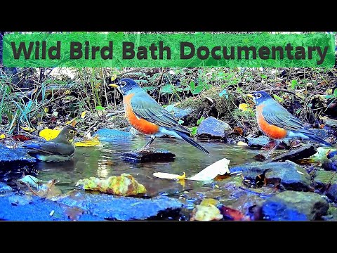 Natural Spring Birdbath Narrated Documentary