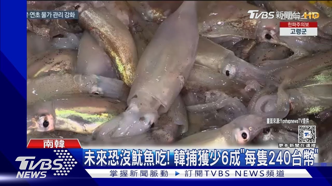 未來恐沒魷魚吃! 韓捕獲少6成「每隻240台幣」