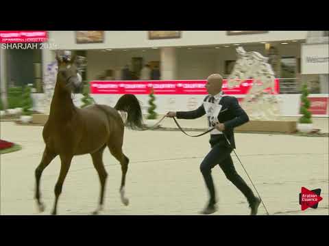 N 213 DOSAR ALSAYED   Sharjah International 2019