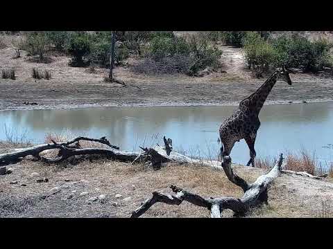 Djuma: Giraffe - 11:37 - 09/23/21