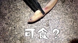 【釣り】釣り場を探せ！ in 焼津 #01【自然】