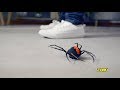 NEW from ZURU Robo Alive! | Robotic Crawling Spider | Toy Moves Like a Real Spider!