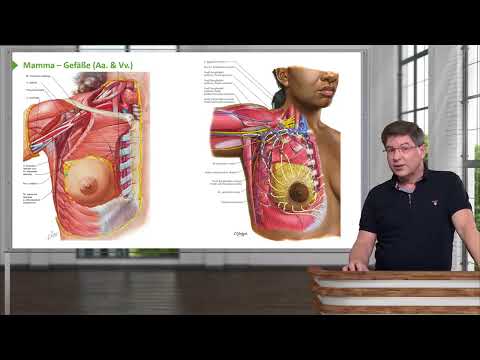 Anatomie I Brust- und Bauchwand: Mamma - Gefäße I  Prof. Dr. med. Wirth