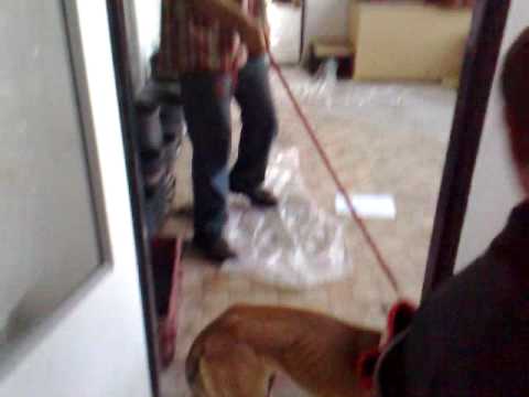 Benny z Mandragory   zadržanie v hale 2 - Martinský klub športovej kynológie