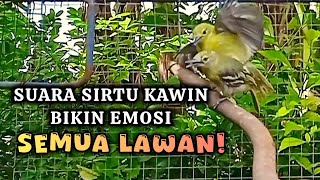 Download lagu SIRTU GACOR KAWIN BIKIN EMOSI SEMUA SIRTU/CIPOH GACOR!... COBA SAJA! #birds #burung #sirtugacor mp3