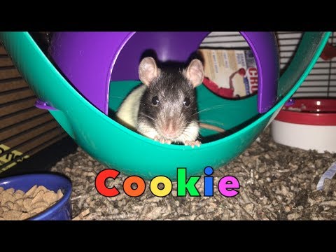 Meet Cookie the Rat!