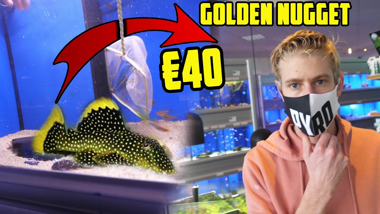 MINI HAAI KOPEN VOOR ONS AQUARIUM
