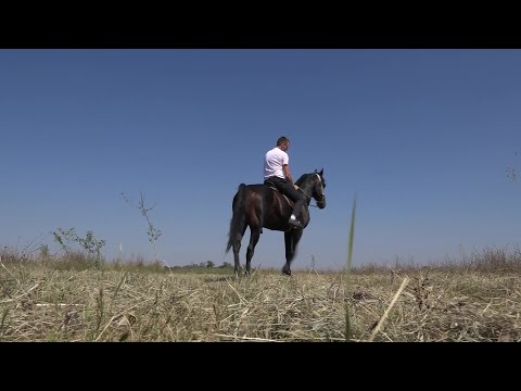 Vajdasági Futam –  Oromhegyes