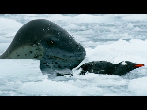 The Antarctic's Terrifying Predator | Wild Stories | BBC Earth