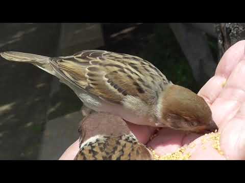 手に乗って来る可愛い子雀達 20210606pm 5（別の２羽）