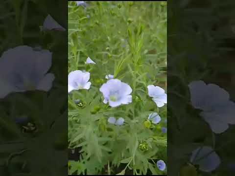 #love#shortsvideo#@savitri halli sogadu