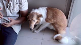 Girl: Learn how to help your dog overcome its fear.