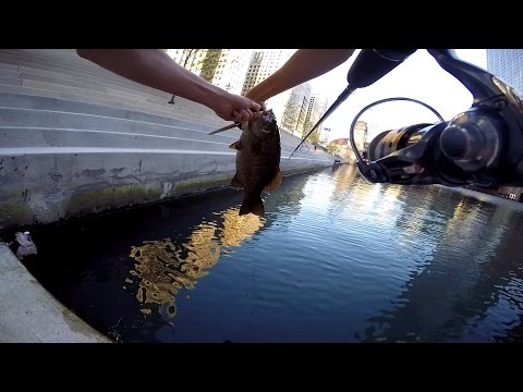 GoPro: Brad Novak - Best Catch 8.14.14 - Fish