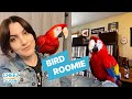 This Macaw Loves Her Human Roommates