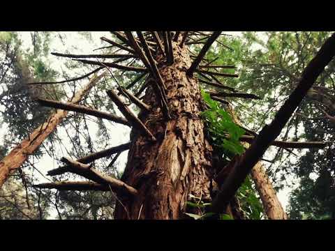 8Dio Scoring Contest - Lionel Schmitt