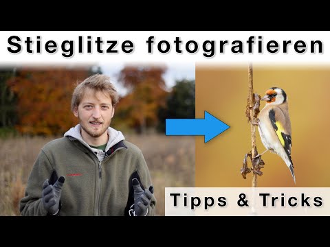 Stieglitze in der Stadt fotografieren - Tipps für draussen und Bildverwaltung