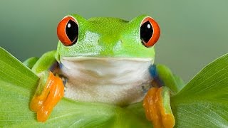 К чему снятся лягушки в доме ловить лягушек