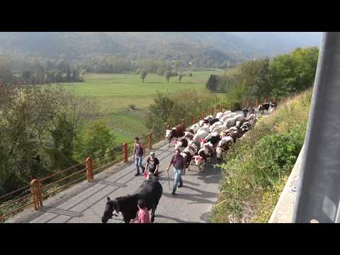 Demonte Festa di San Luca : arrivo d'una mandria di mucche