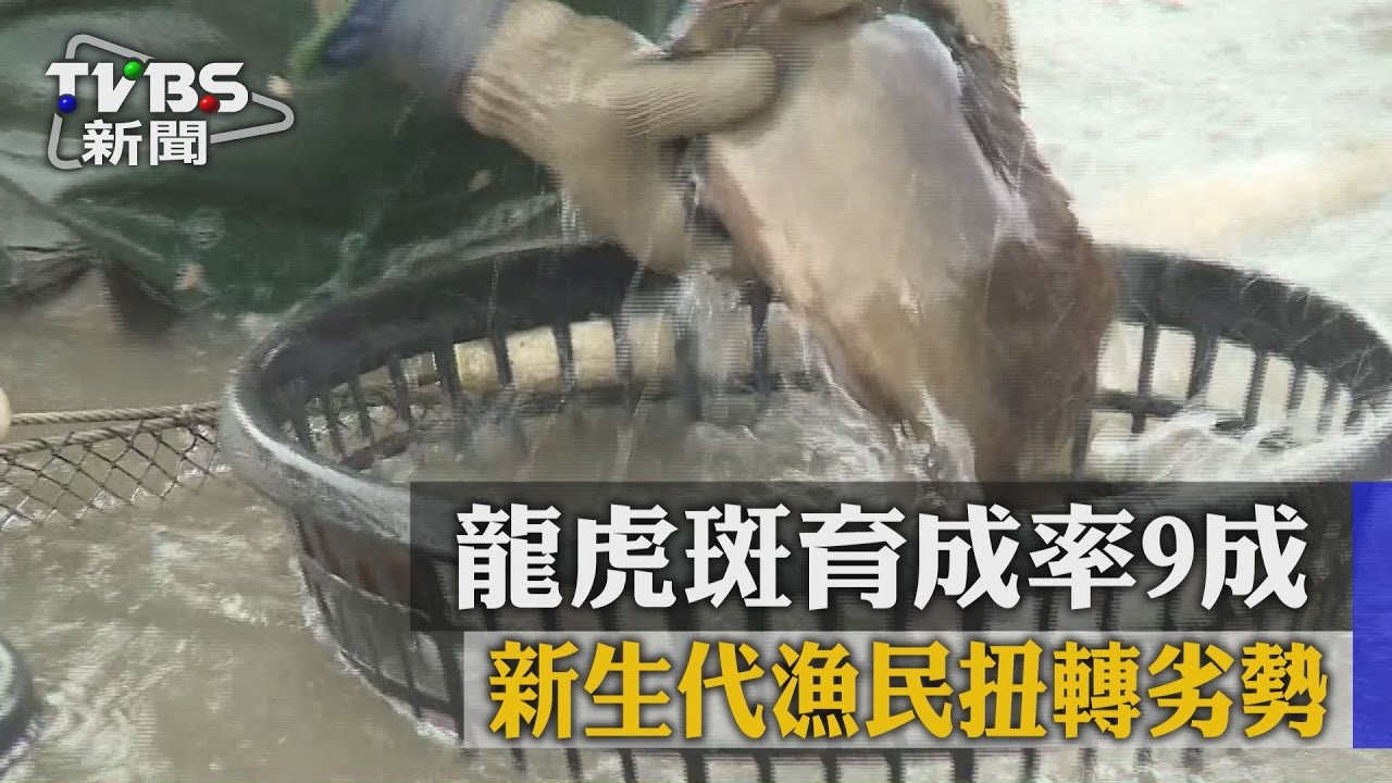 新生代漁民扭轉劣勢 龍虎斑育成率9成