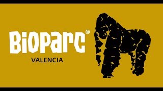 Gorilas - Comportamiento sexual y rituales de apareamiento (Bioparc Valencia)