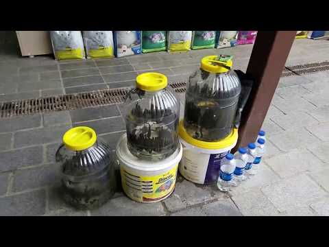 Medicinal Leeches - Hirudotherapy (Istanbul, Turkey)