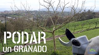 POV Tips and Tricks for PRUNING a POMEGRANATE 🌳💥 #LdN #frutiCULTURA